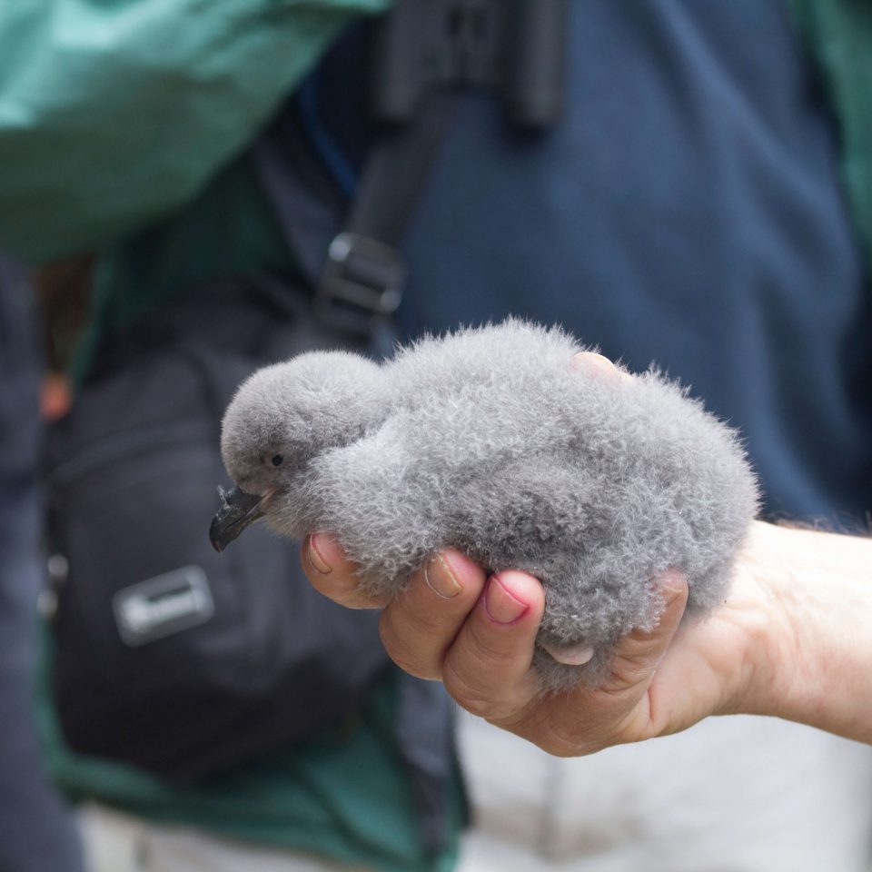 Cahow chick at INTO Bermuda 2019