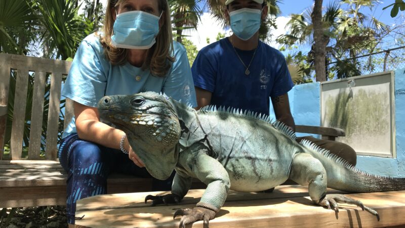 National Trust for the Cayman Islands sit with Blue Iguana.