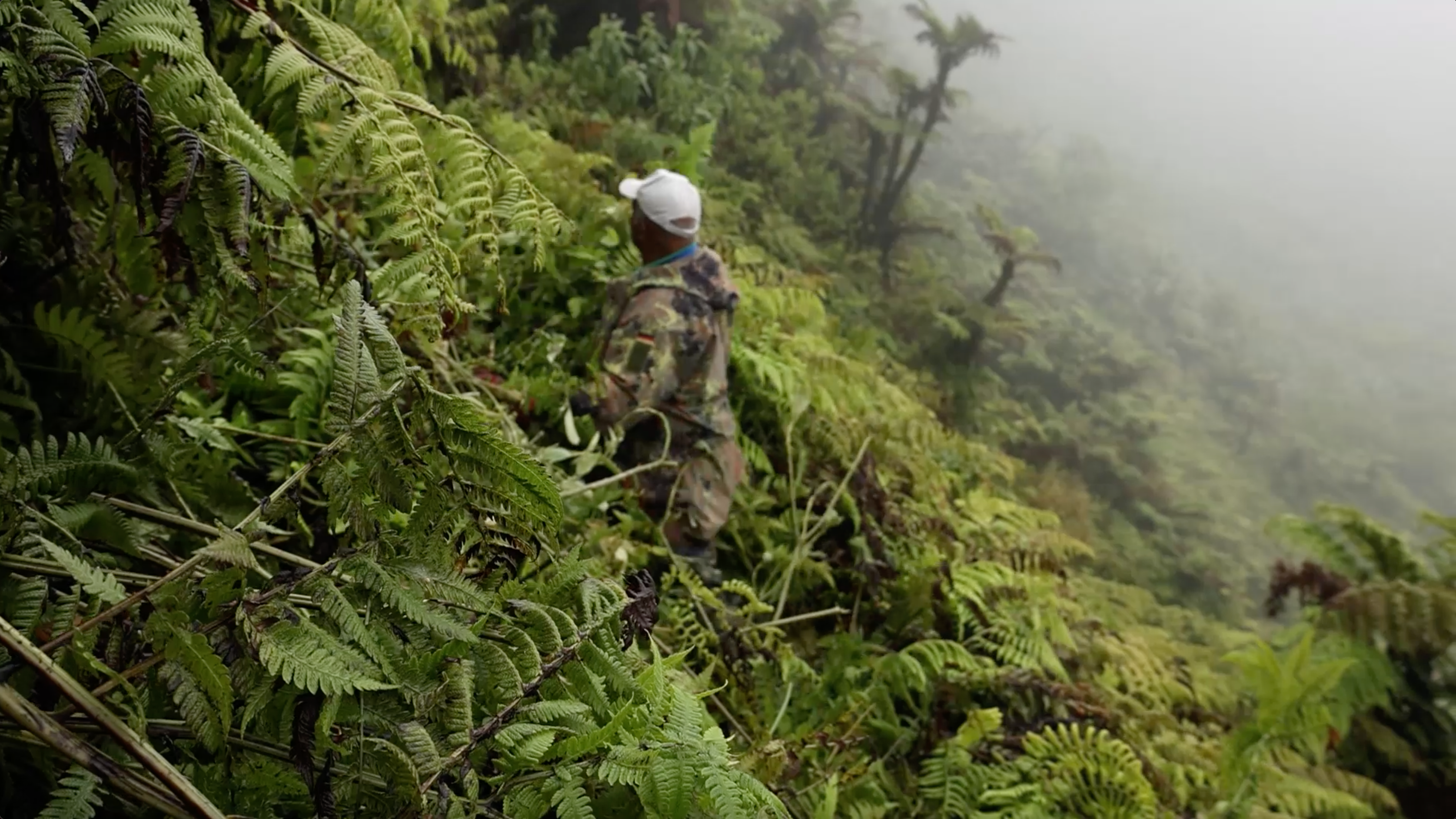 St Helena National Trust field team clearing invasive species in the Peaks National Park