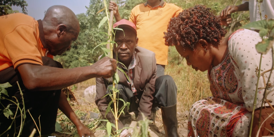 A man planting a tree with 3 people helping in Africa