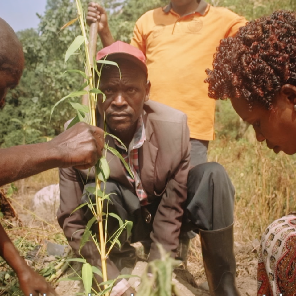 A man planting a tree with 3 people helping in Africa