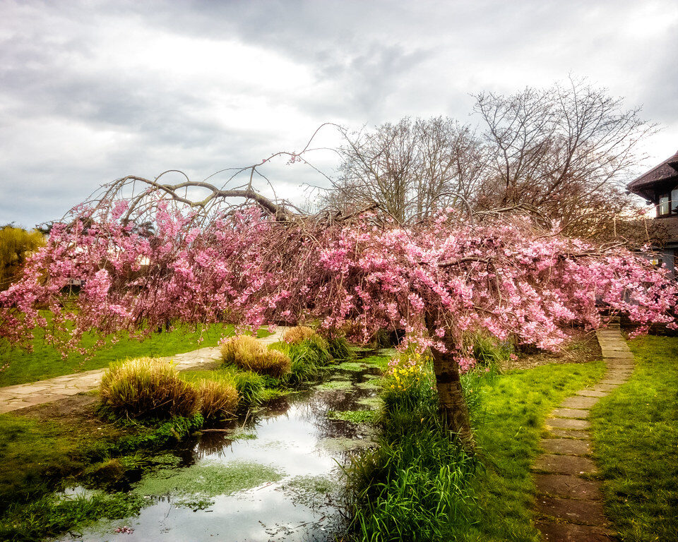 Cherry blossom on tree