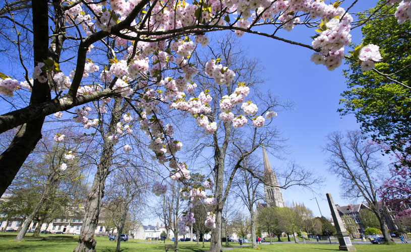 Cherry blossom on tree in Bristol