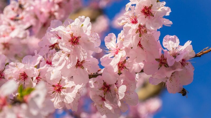 Cherry blossom on tree close up