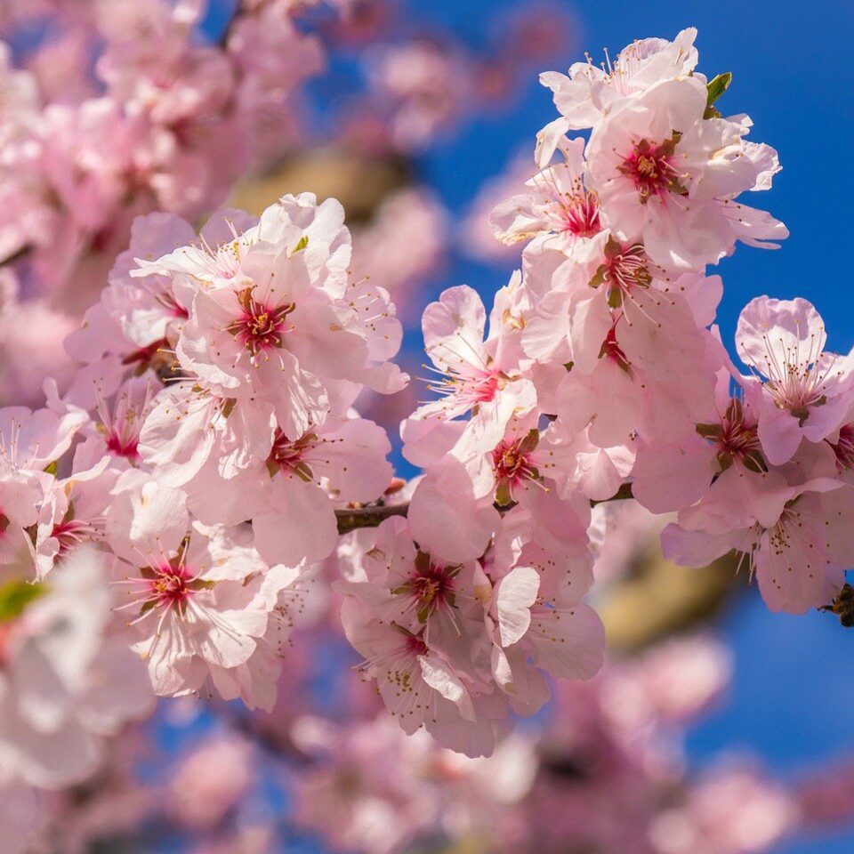 Cherry blossom on tree close up