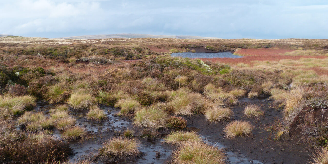 picture of a peat bog cop26