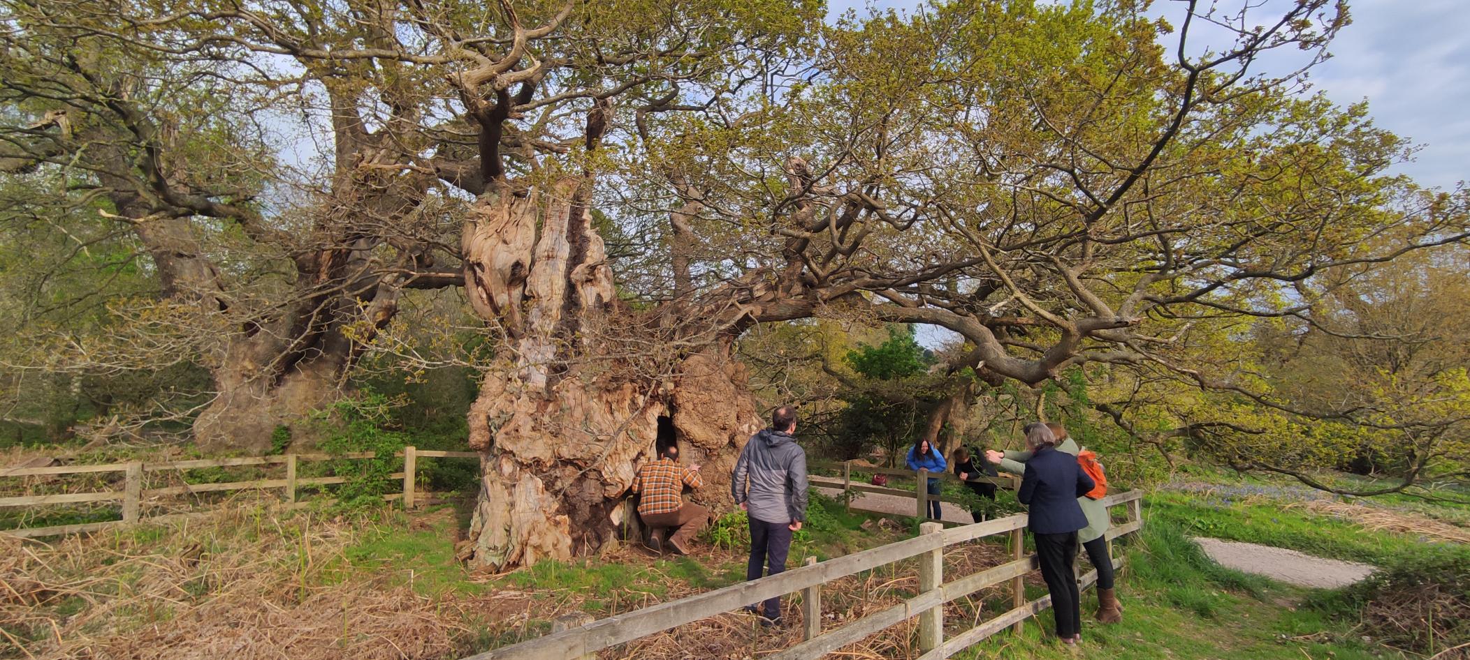 National Trust tree experts inspecting the Old Man of Calke