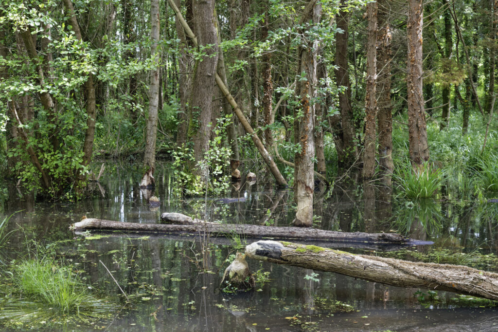 Extensive beaver pond in damp deciduous woodland within a large enclosure for Eurasian beavers with several felled and heavily gnawed trees 