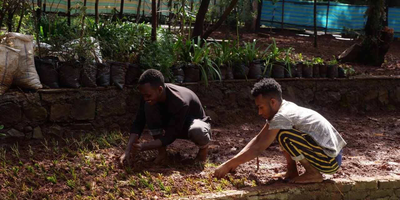 Two men gardening crouched down planting close to the soil part of the twinning project