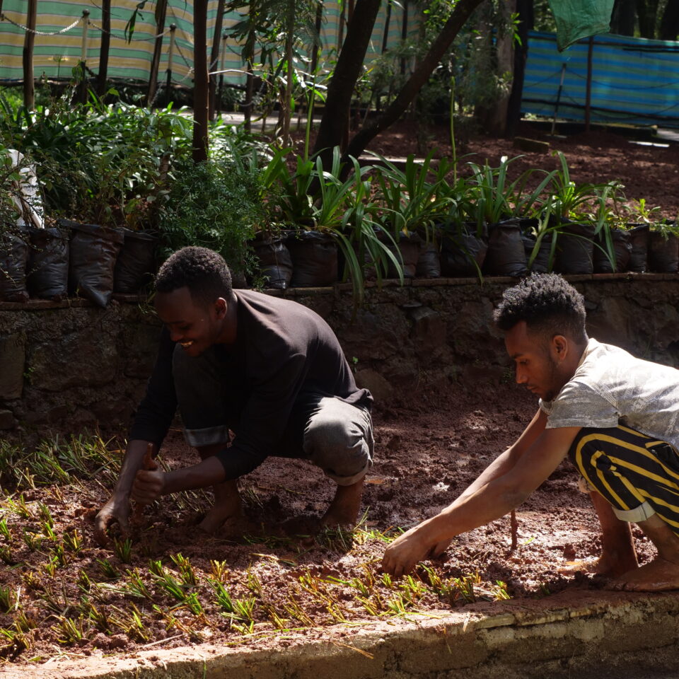 Two men gardening crouched down planting close to the soil part of the twinning project