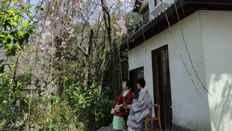a large blossom tree with pink blossom, there are 2 women in traditional Japanese dress seated under the tree