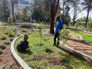 Work in progress at the Tsegereda Garden in Addis Ababa
