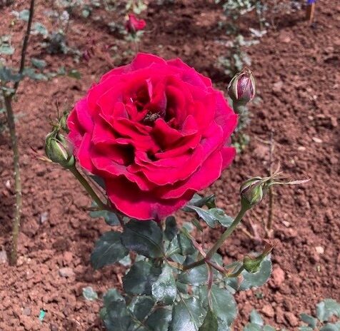A red rose flourishing at the Tsegereda garden in Addis Ababa.