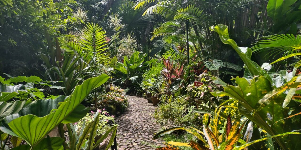 dense tropical foliage in a Barbados public garden