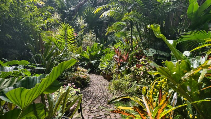 dense tropical foliage in a Barbados public garden