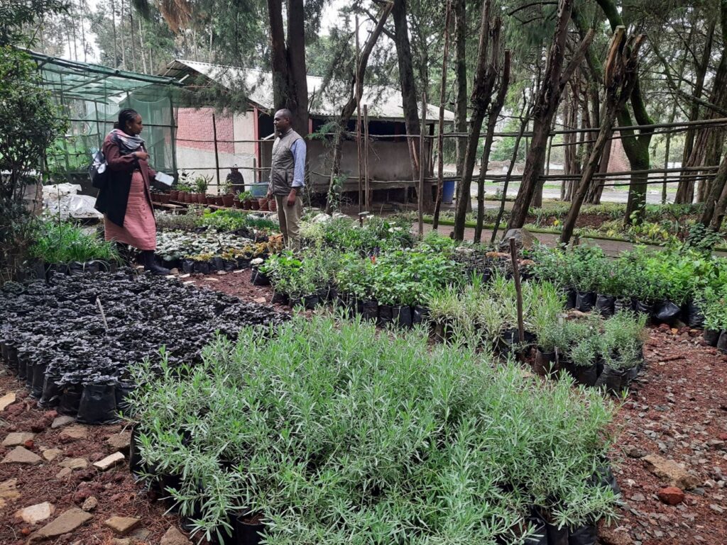 Helen and Leme discussing which plants need to be duplicated in the plant nursery for the Ethiopia garden project for climate smart planting. 