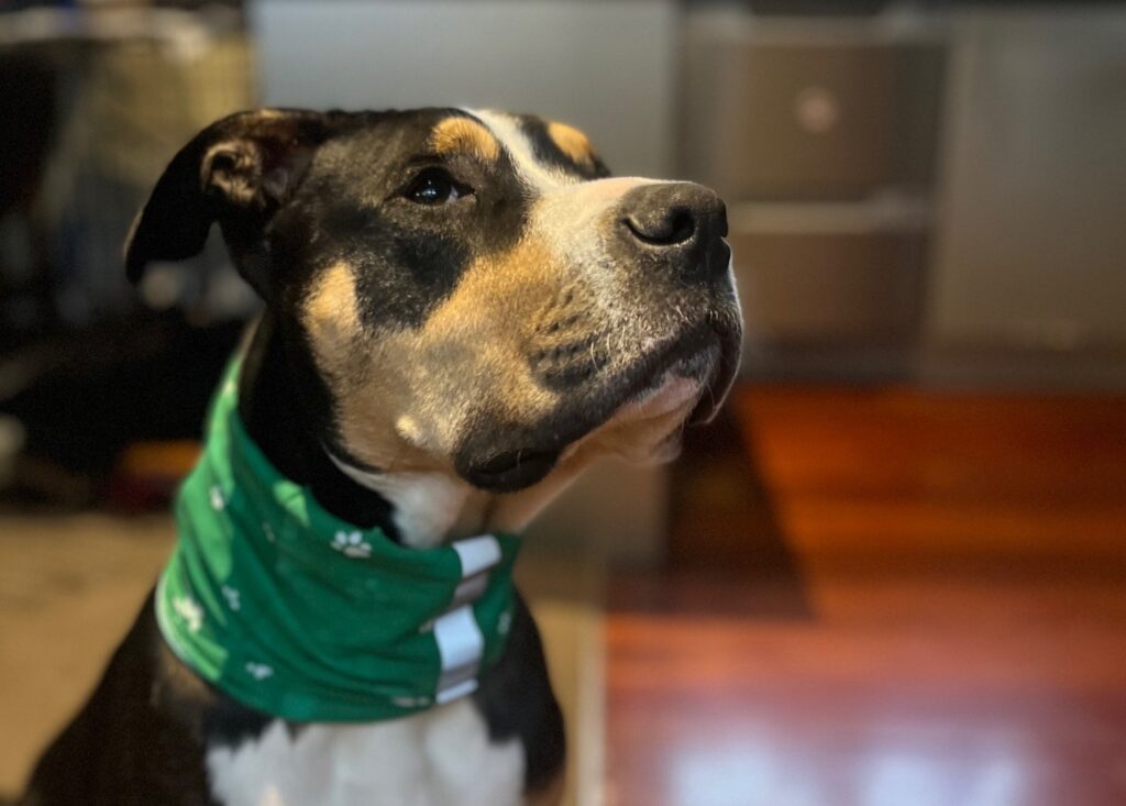 a dog wearing a National trust neckerchief