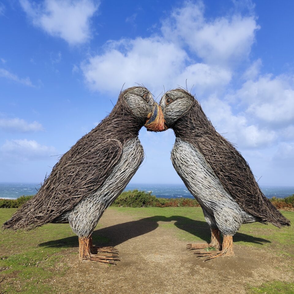 NT Jersey's puffins at Plemont