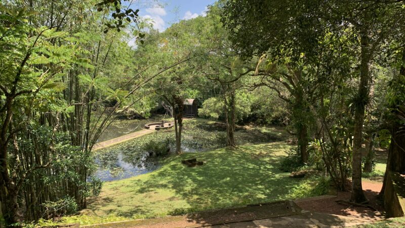a view of a tropical garden with lush green trees and a pool of water