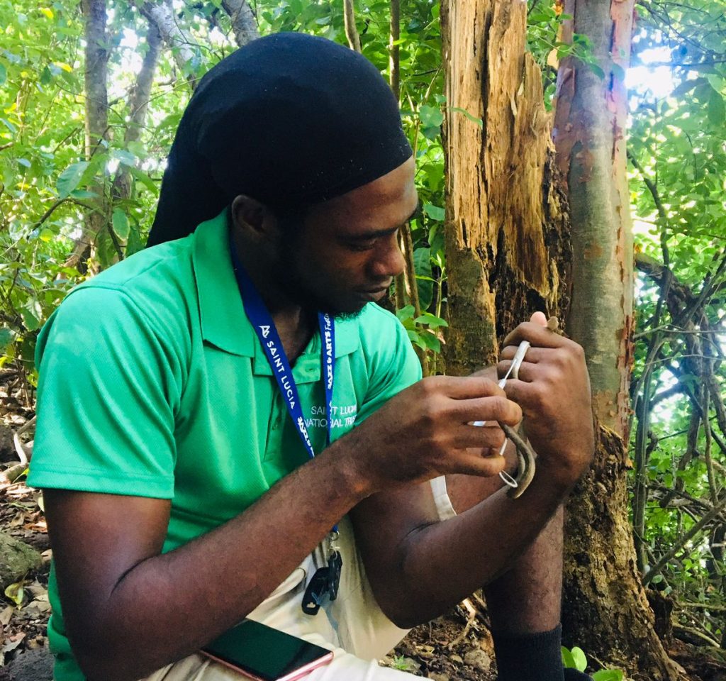 A Saint Lucia National Trust ranger tagging a Racer snake