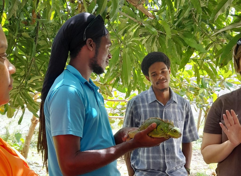 A Saint Lucia National Trust ranger with an iguana